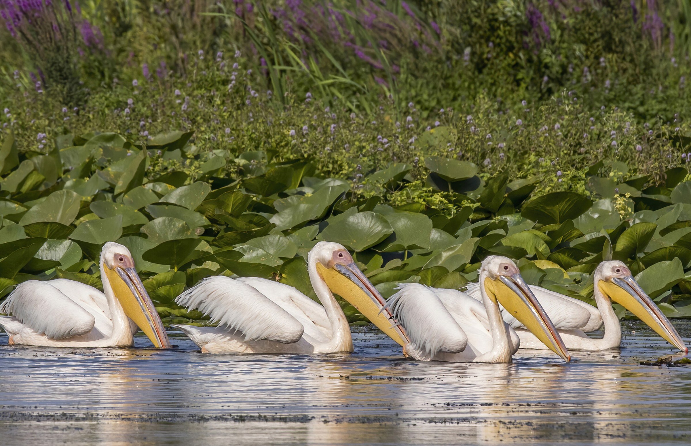 Canal in the Danube Delta at sunrise