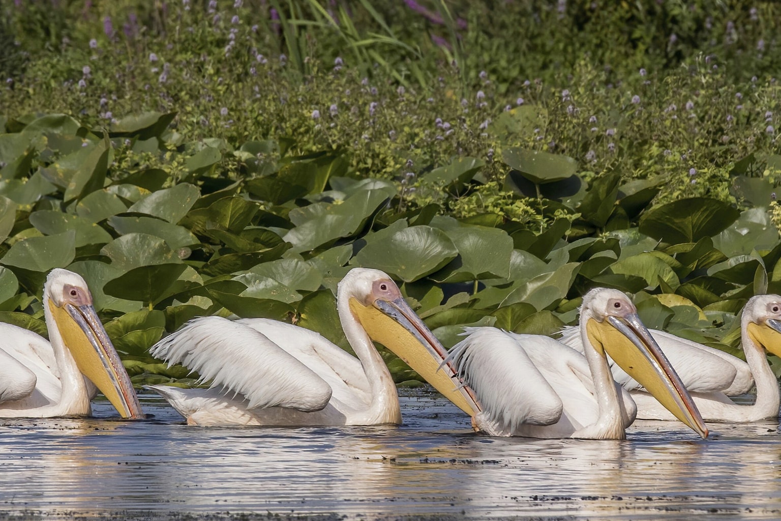 Dramatic Danube scenery at Cazanele Dunarii